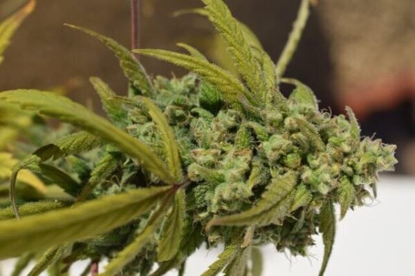 Gorilla Glue #4 SFV OG Feminised Seeds by Expert Seeds