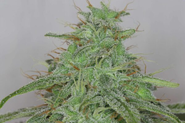 Alaskan Purple Auto Feminised Cannabis Seeds by Seedsman