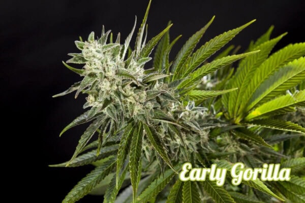 Early Gorilla Feminised Seeds - Image 2