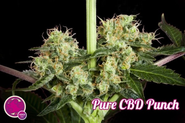 Pure CBD Punch Feminised Seeds - Image 2