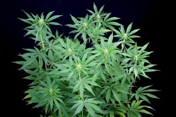 Seedsman Peyote Zkittlez Feminised