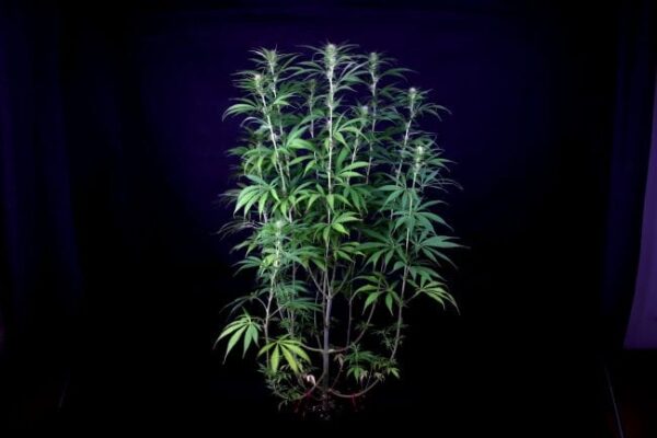 Seedsman Peyote Zkittlez Feminised