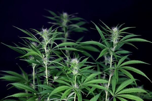Seedsman Peyote Zkittlez Feminised
