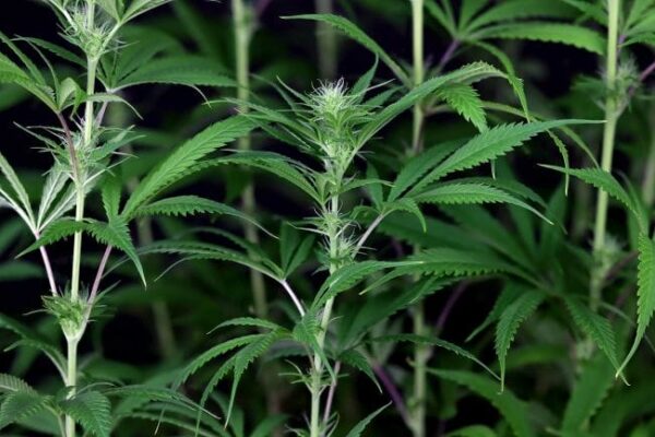 Peyote Zkittlez Feminised Cannabis Seeds
