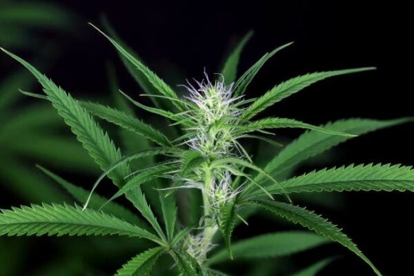 Peyote Zkittlez Feminised Cannabis Seeds