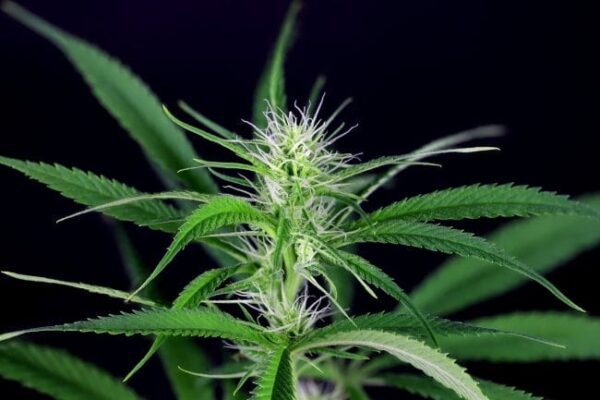 Peyote Zkittlez Feminised Cannabis Seeds