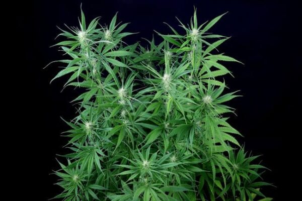 Peyote Zkittlez Feminised Cannabis Seeds