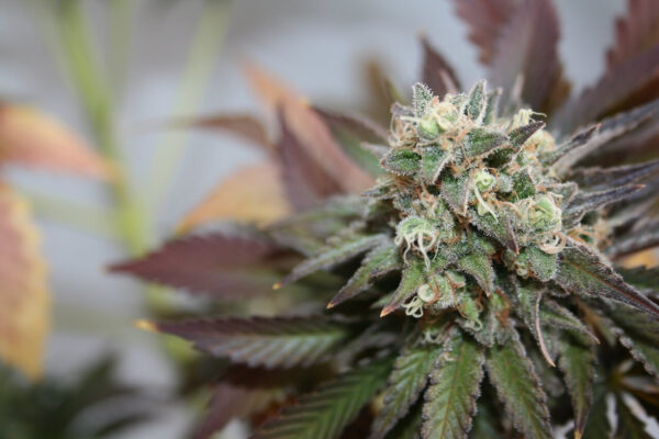 Blueberry Cookies Auto Feminised Seeds