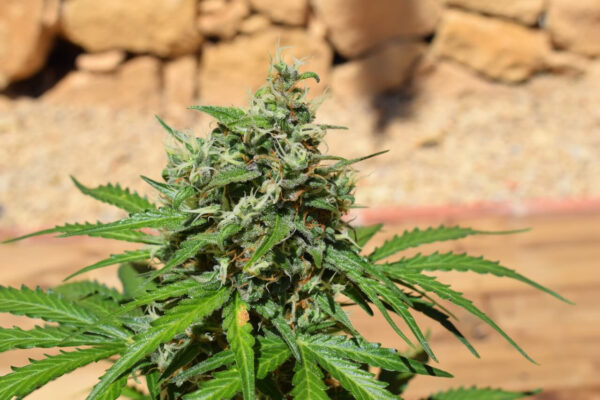 Cookies 'n' Cream Auto Feminised Seeds