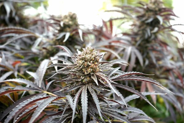 Ghost of NYC Feminised Seeds - Image 2