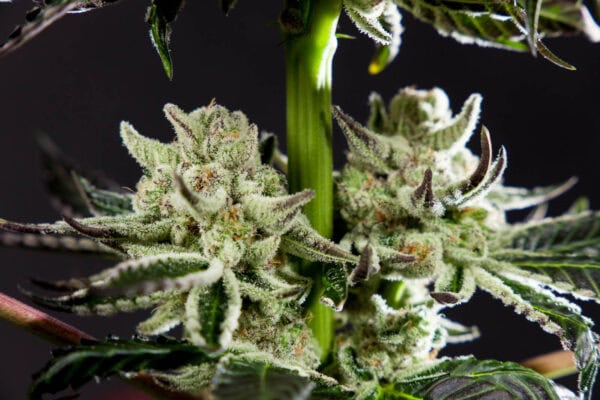 Purple Punch x Do-Si-Dos Feminised by Philosopher Seeds