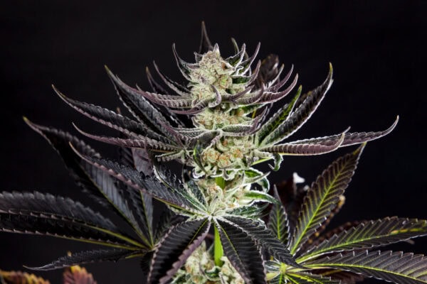 Purple Punch x Do-Si-Dos