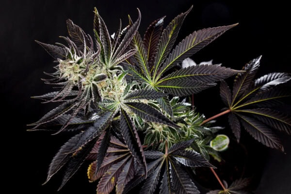Purple Punch x Do-Si-Dos Feminised