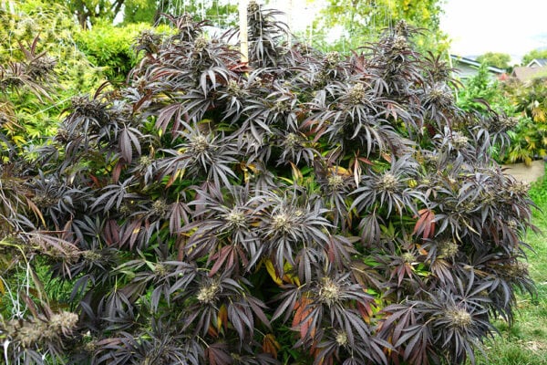 White Runtz FAST Feminised Seeds - Image 2