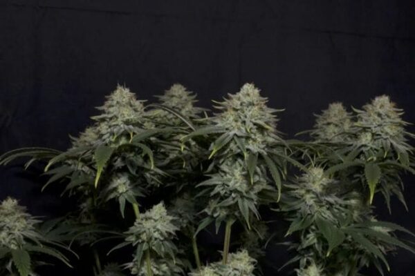 Gorilla Cookies FAST Feminised