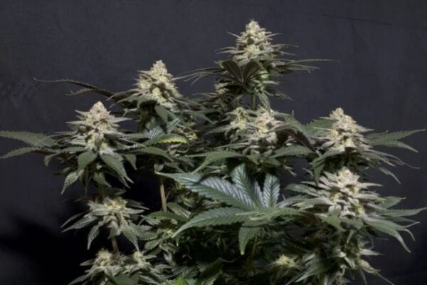 Purple Lemonade FAST Feminised Seeds - Image 2