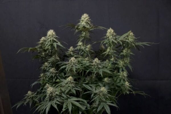 Tropicana Cookies FAST Feminised