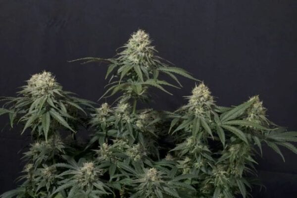 Tropicana Cookies FAST Feminised