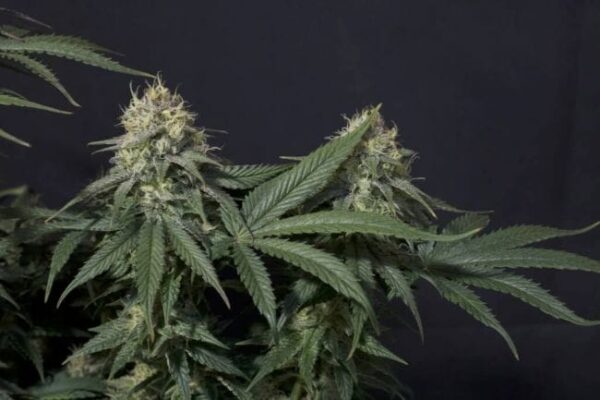 Tropicana Cookies FAST Feminised