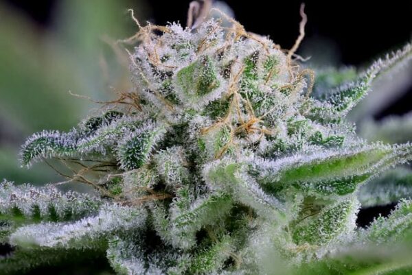 Peyote WiFi Feminised by Seedsman