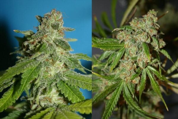 Chemmy Jones Feminised Seeds - 5 - Image 2