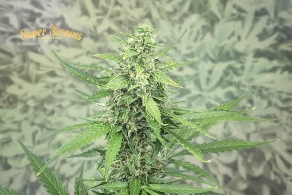 Hermana de la Noche Feminised Seeds