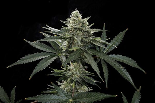 Roadrunner #2 Auto Feminised Seeds - Image 2