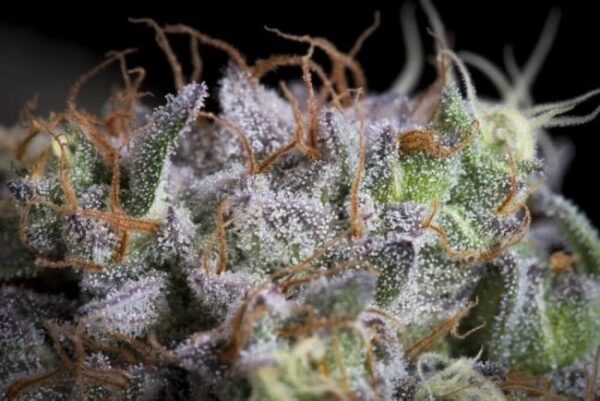 Purple Mints Feminised Cannabis Seeds by Paradise Seeds