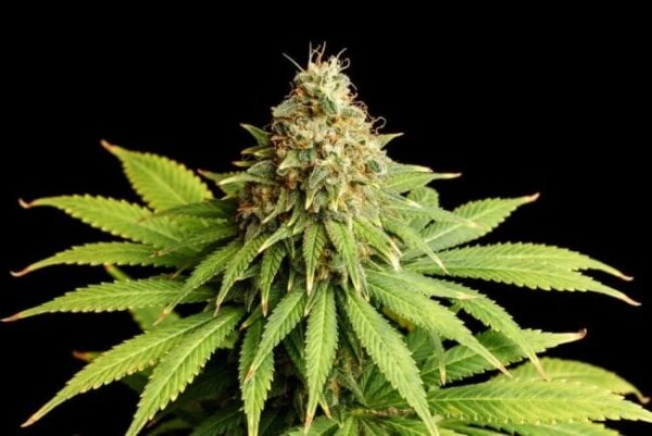Hellfire OG Feminised Cannabis Seeds by Kannabia Seeds