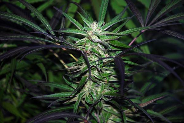 Mangobiche Kush Regular Seeds