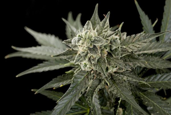 Roadrunner #2 Auto Feminised Seeds