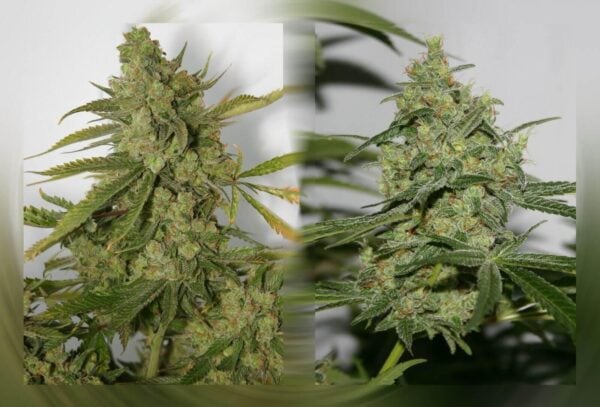 Cheese 'n' Chong Feminised Seeds - 5 - Image 2