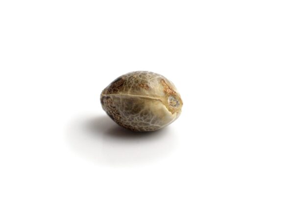 Lemongrass Feminised Cannabis Seeds by Amsterdam Genetics