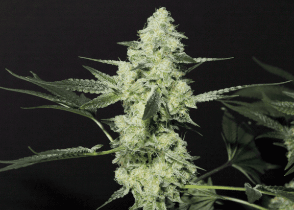 Dosi-D Regular Seeds - 12