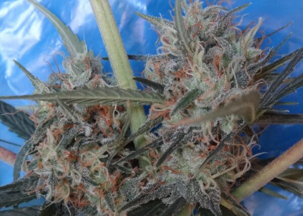 Congo x Kali China Feminised Seeds