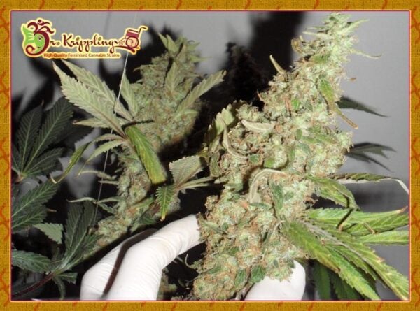 Afghan Cow Feminised Seeds