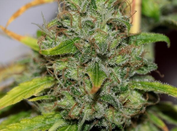 Shark Shock CBD 1:1 Feminised Seeds - Bulk x 100