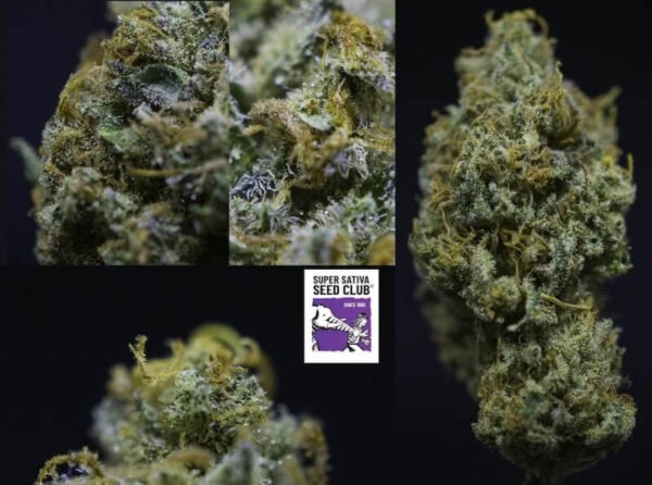 Golden Apple Haze Regular Cannabis Seeds by Super Sativa Seed Club