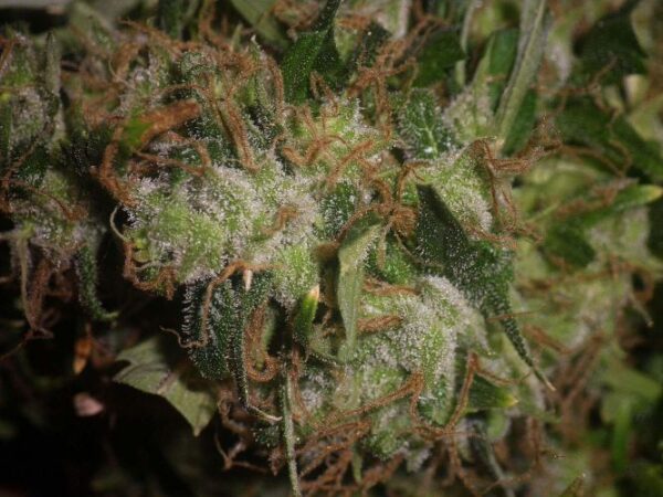 Original Afghani #1 Regular Seeds - 10 - Image 5