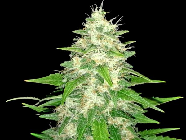 Gorilla Glue Feminised Seeds