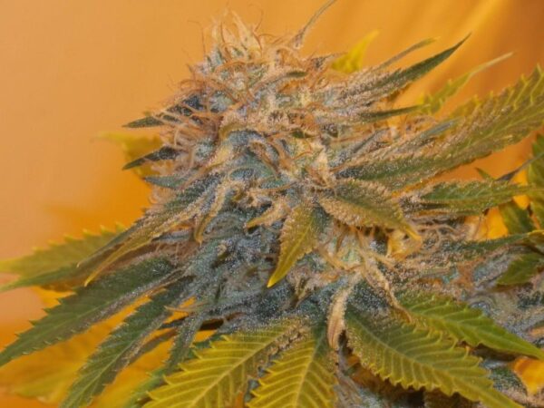Chameleon Mix Regular Seeds - 15 - Image 2