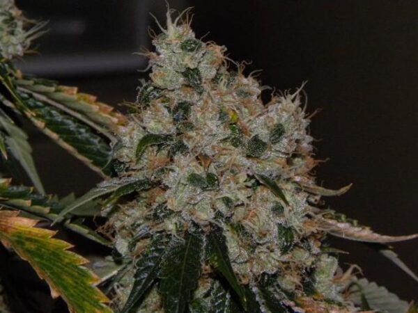 Chem 91 Regular Seeds - 10