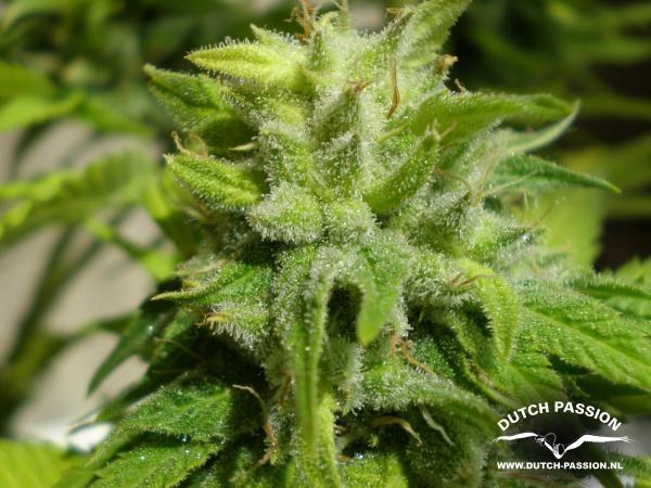 Euforia Regular Seeds - 10 - Image 2