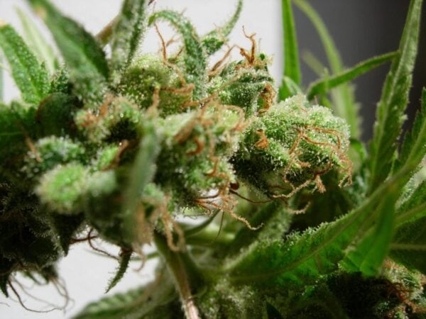 Guawi Feminised Seeds - 5