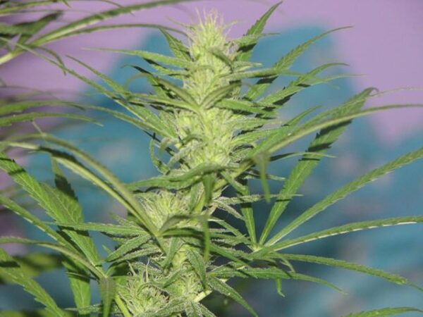 Her Majesty Regular Seeds - Image 2