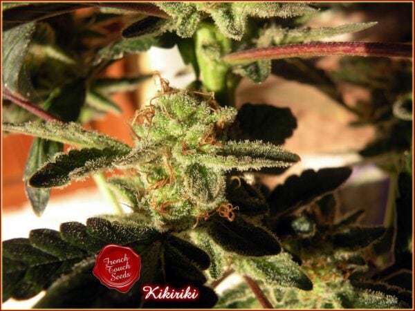 Kikiriki Regular Seeds