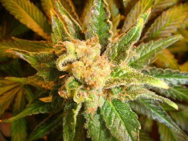 Mach Fly - 10 Regular Seeds