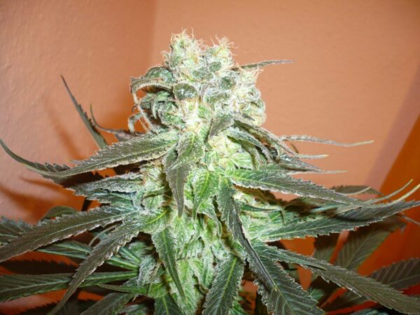 Mango Feminised Seeds - 5