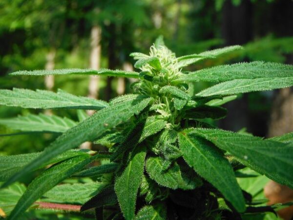 Mighty Mite Regular Seeds - 10