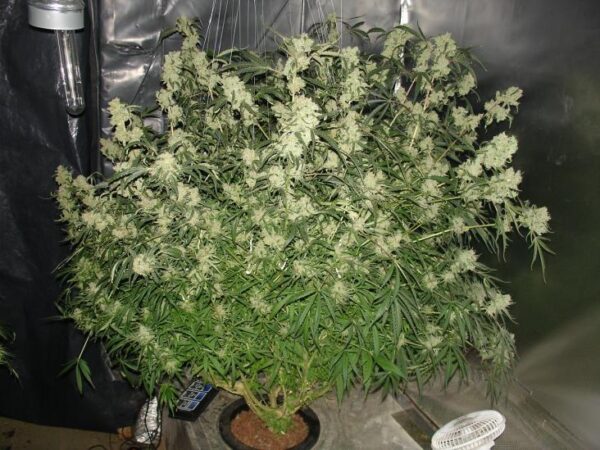 Nitro Express Feminised Seeds